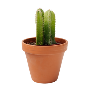 6" Euphorbia Cristata Grafted (Assorted)