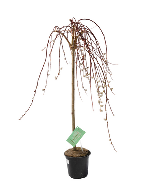 42" Pussy Willow Tree