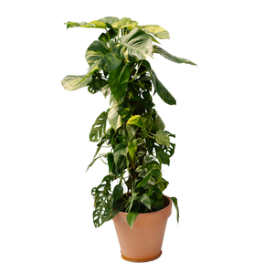10" Philodendron Pothos Mix Totem