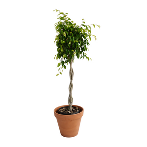 10" Ficus Benjamina Braid