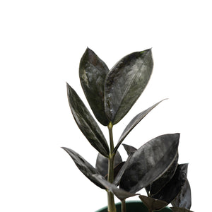 4" Zamioculcas Zamifolia Raven ZZ