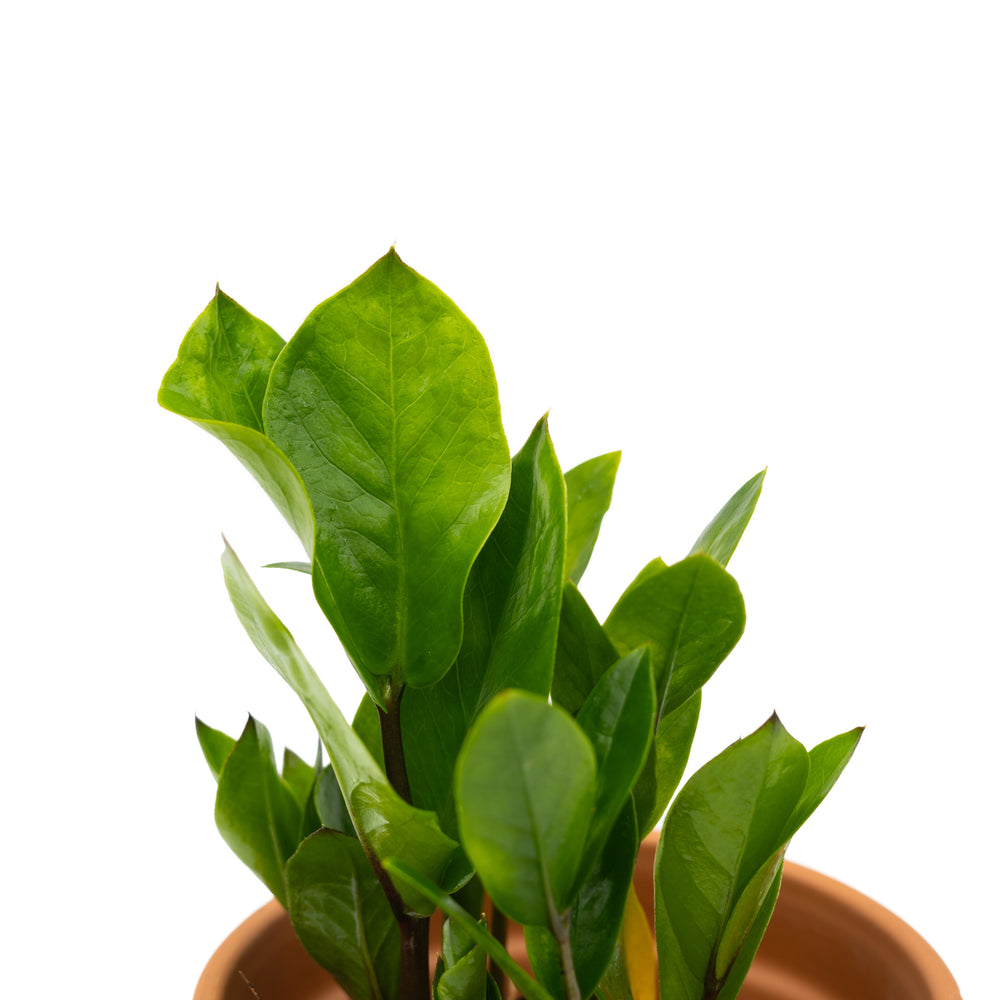 where to buy zz plant in canada 6" Zamioculcas Zamifolia ZZ Plant – Anna's Garden, Home & Wellness