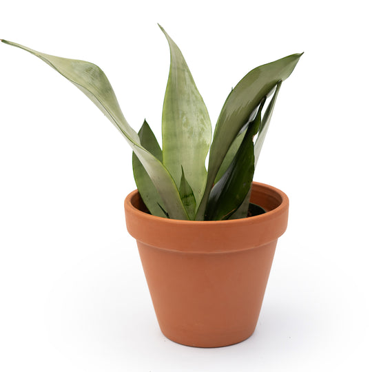 4" Sansevieria Moonshine