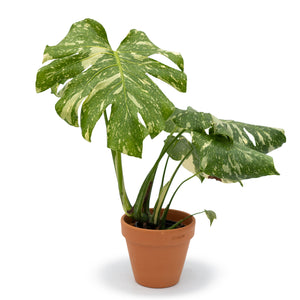 5" Monstera Thai Constellation