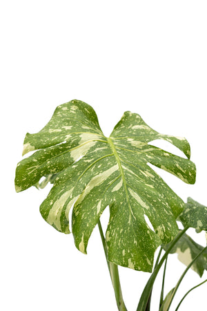 5" Monstera Thai Constellation