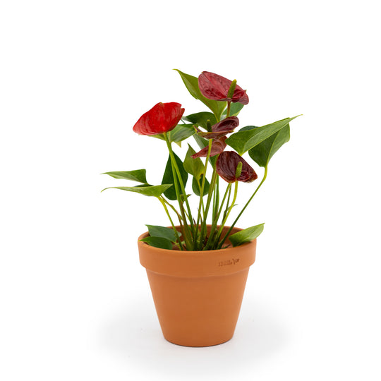 4" Anthurium