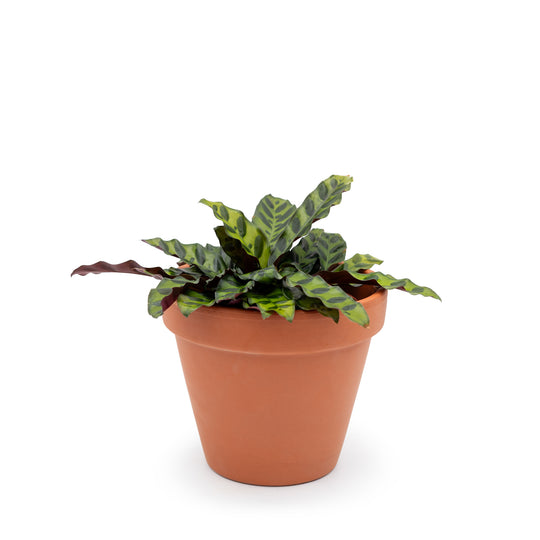 4" Calathea Lancifolia (Rattlesnake Plant)