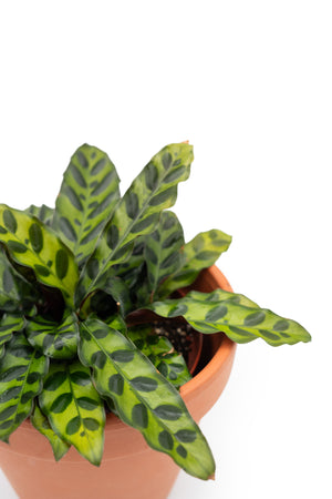 rattlesnake snake plant 4" Calathea Lancifolia (Rattlesnake Plant) – Anna's Garden, Home & Wellness