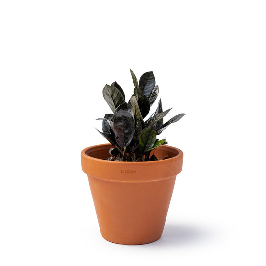6" Zamioculcas ZZ Black Raven