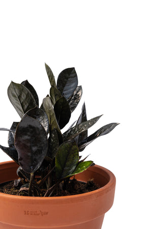 6" Zamioculcas Raven ZZ