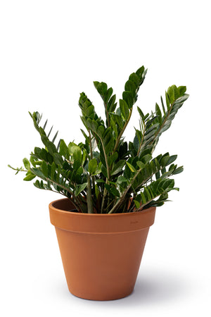 14" Zamioculcas Zamiifolia ZZ