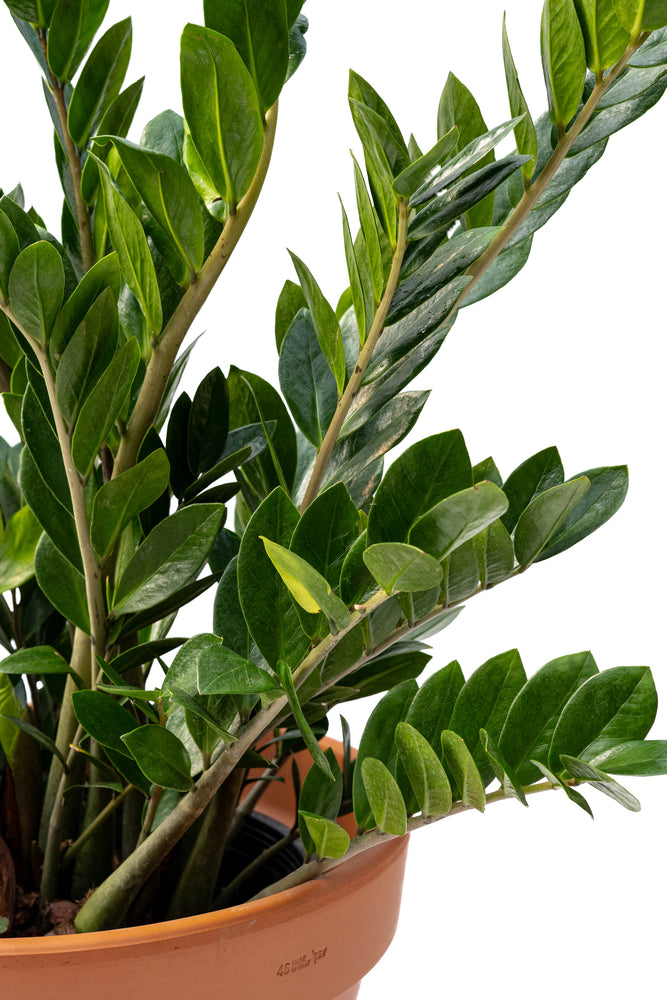 14" Zamioculcas Zamiifolia ZZ