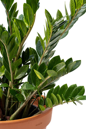 14" Zamioculcas Zamiifolia ZZ