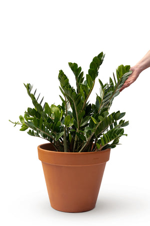 14" Zamioculcas Zamiifolia ZZ