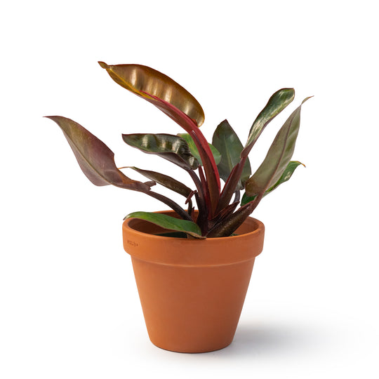 4" Philodendron Prince of Orange