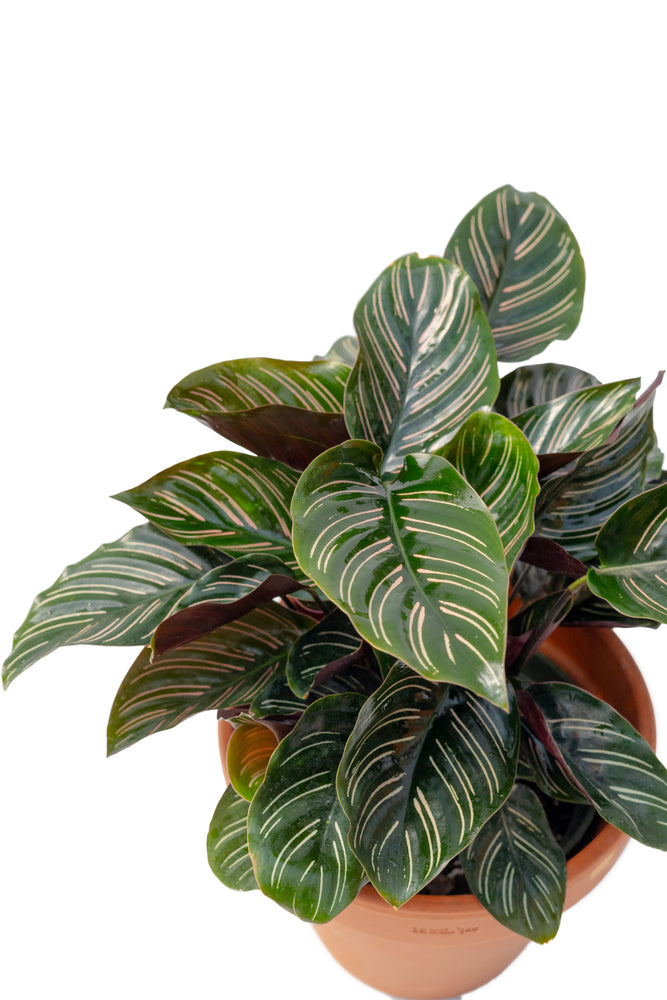 6" Calathea Ornata