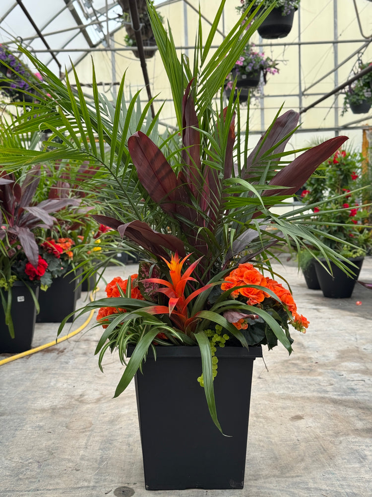 14" Tuscany Square Majesty/Cordyline Patio Pot - Partial Sun/Shade (Multiple Colours)