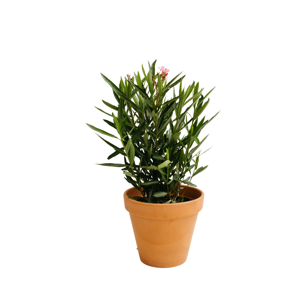 10" Oleander Bush