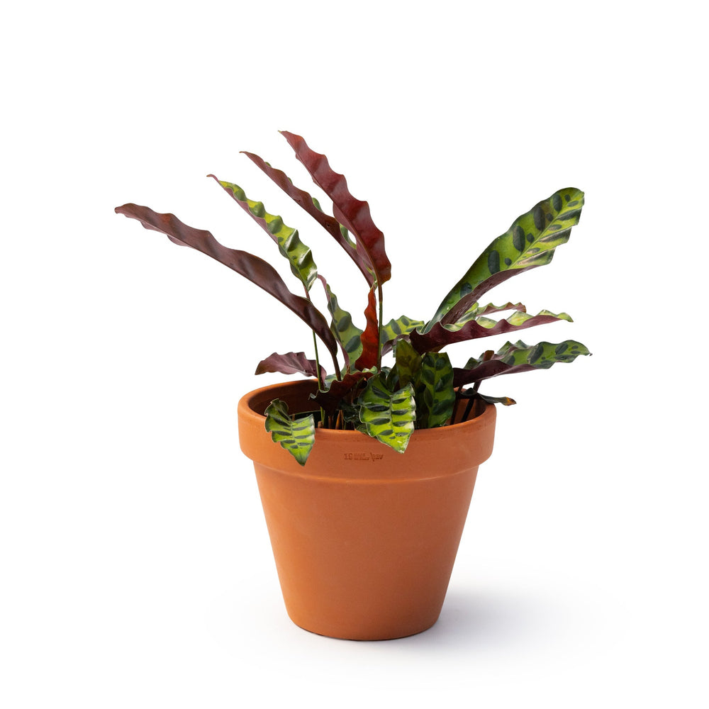 6" Calathea Lancifolia (Rattlesnake Plant) - Transition to Betterness