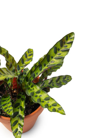 6" Calathea Lancifolia (Rattlesnake Plant) - Transition to Betterness