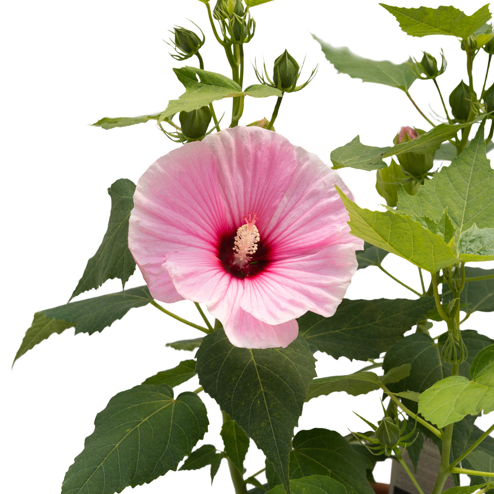 Hibiscus Summerific Perfect Storm Rose Mallow PW