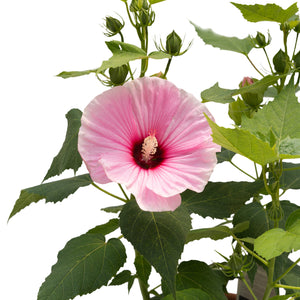 Hibiscus Summerific Perfect Storm Rose Mallow PW