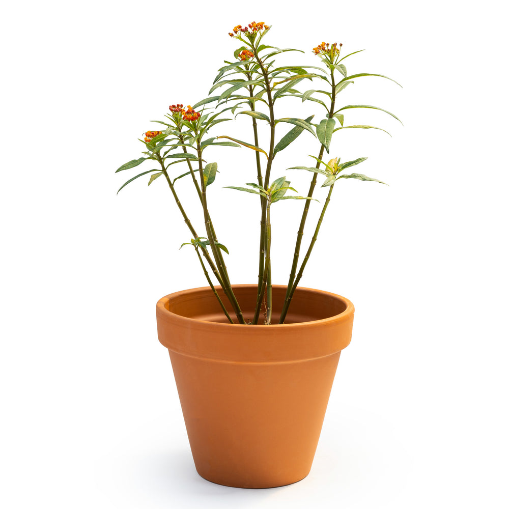 6"/1G Milkweed