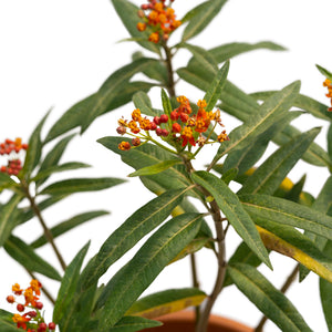 6"/1G Milkweed