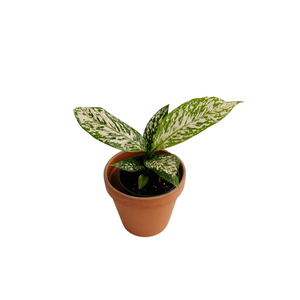 6" Dieffenbachia White Etna