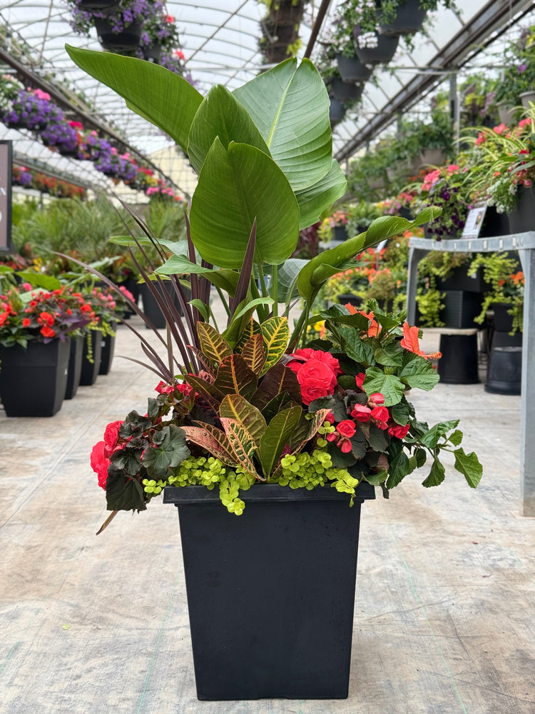 14" Tuscany Square Bird of Paradise - Full Sun/Part Sun (Multiple Colours)