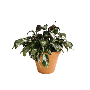 8" Calathea Stella