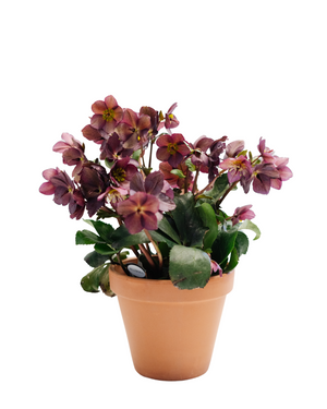 6" Hellebore (Multiple Colours)  - St. Joseph Catholic Elementary School
