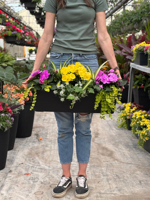 24" Begonia/Impatien Window Box - Partial Sun/Shade (Multiple Colours)