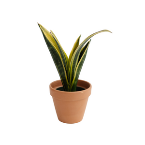 4" Sansevieria Golden Flame