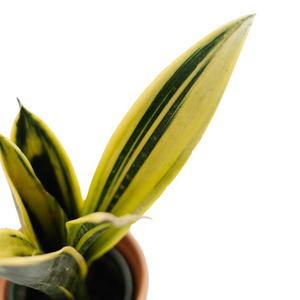 4" Sansevieria Golden Flame