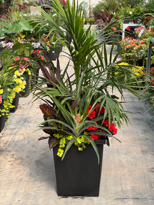 14" Tuscany Square Tropical Majesty Mix - Full Sun (Multiple Colours)