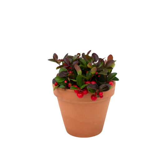 4" Winterberry (Gaultheria)