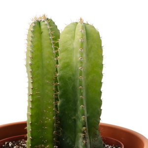 6" Euphorbia Cristata Grafted (Assorted)