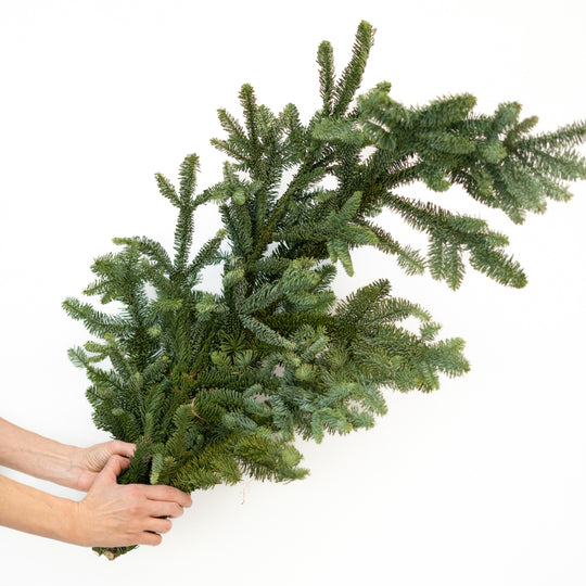 BC Noble Fir Green Branch