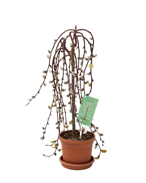 6" Pussy Willow Tree