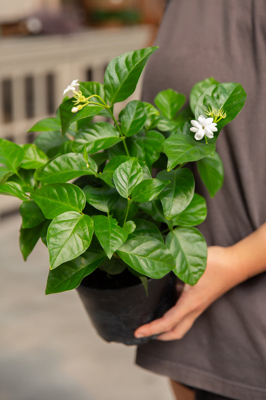 6" Jasmine 'Maid of Orleans' Bush