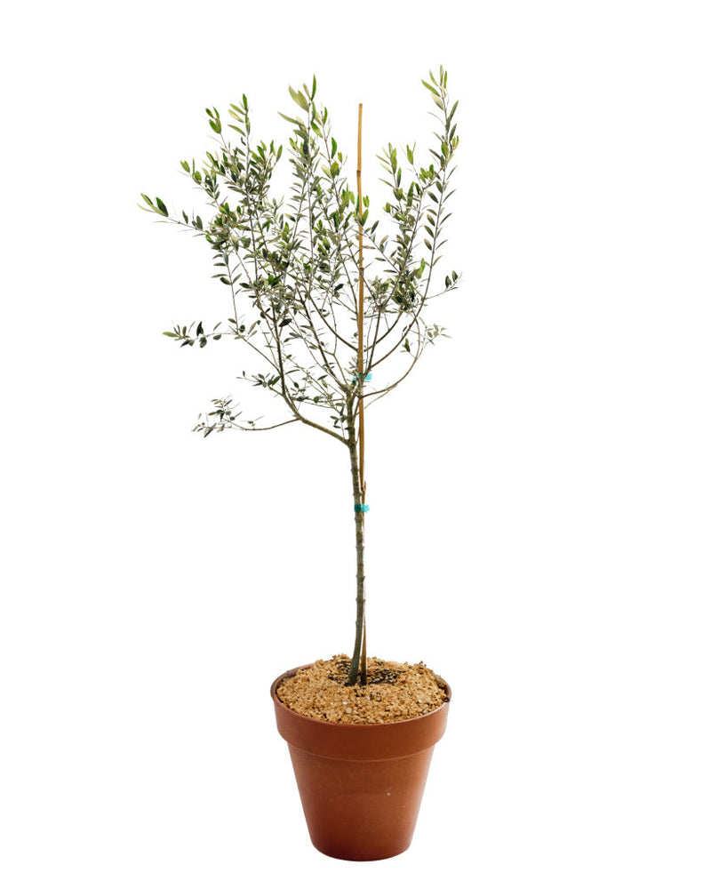 10" Olive Topiary Tree  - Community Support Centre of Essex County