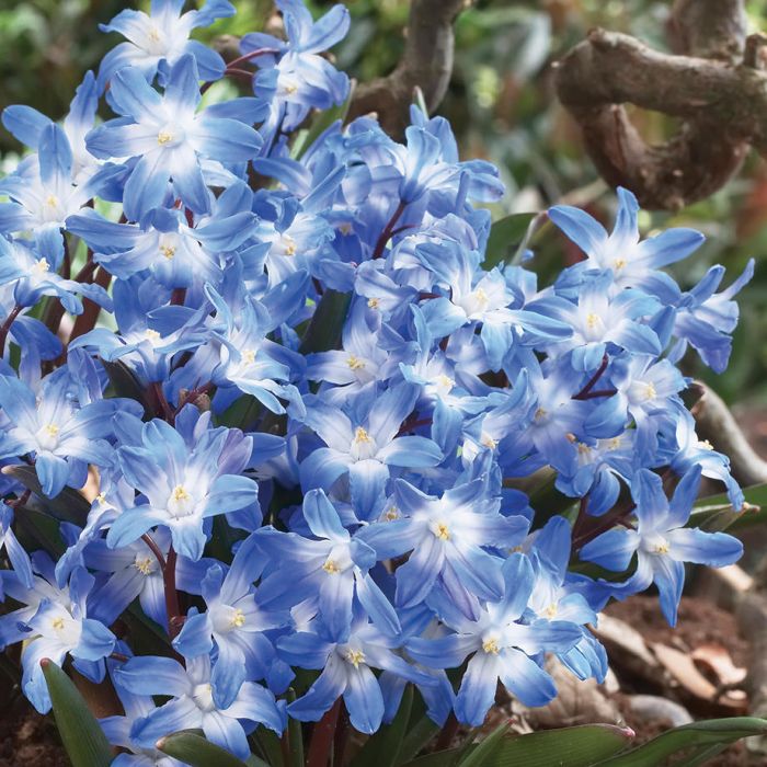 Chionodoxa Luciliae (Glory of the Snow) Bulbs