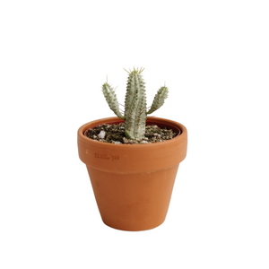 4" Euphorbia Mammillaris Corn Cobb Variegated