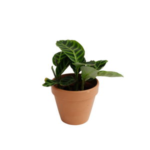 4" Calathea Zebrina