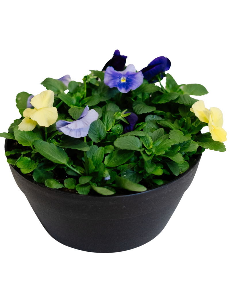 Pansy Bowl  - Family Respite Services