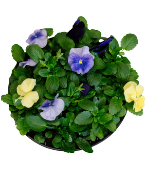 Pansy Bowl  - St. Joseph Catholic Elementary School
