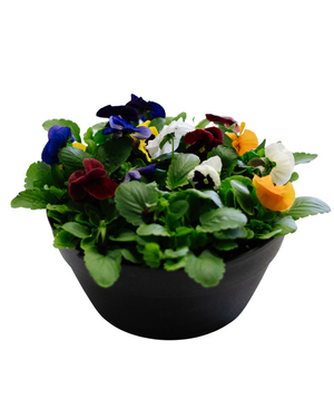 Pansy Bowl  - Family Respite Services