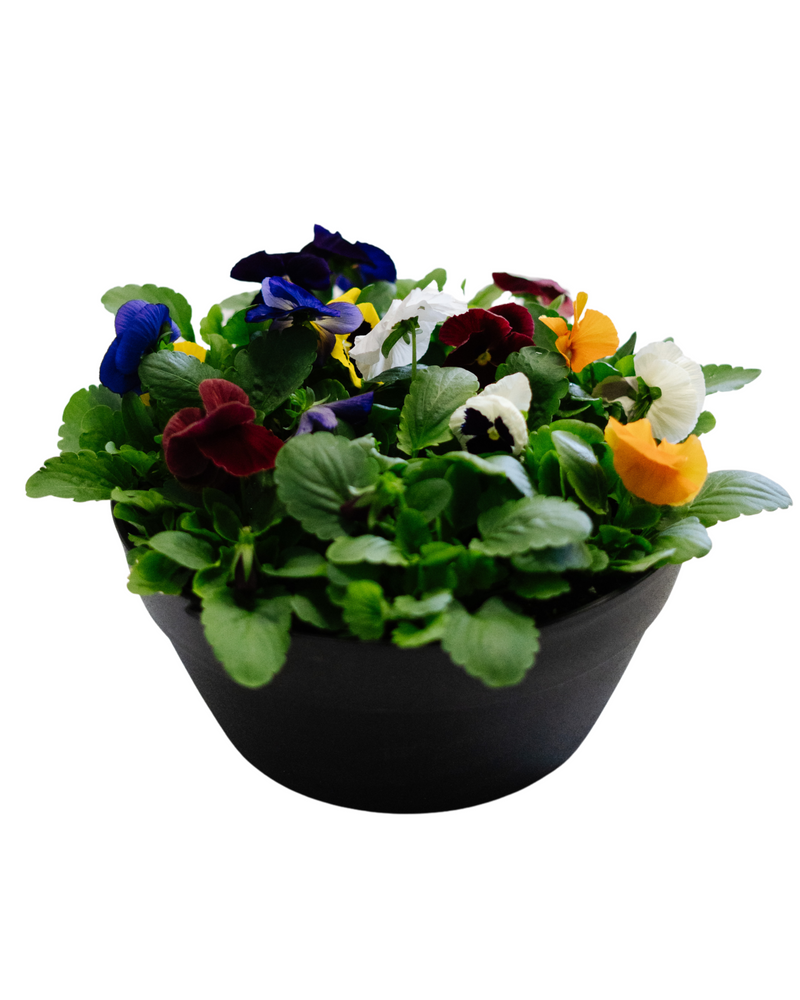 Pansy Bowl  - Sandwich Secondary School