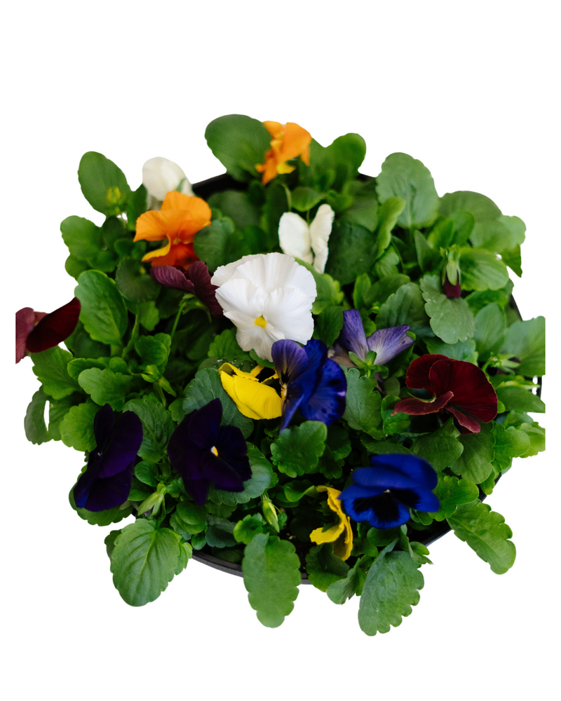 Pansy Bowl  - Community Support Centre of Essex County